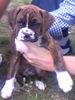 Boxer Hund