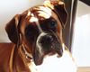 Boxer Hund