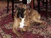 Boxer Hund
