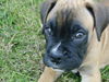 Boxer Hund