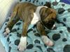Boxer Hund