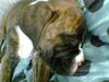 Boxer Hund