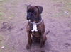 Boxer Hund