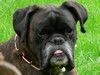 Boxer Foto: Jacko-6 Jahre (ID 37819) Boxer Hund