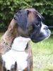 Boxer Hund