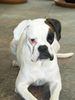 Boxer Hund
