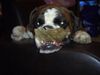 Boxer Foto: Finger weg... Mein Knochen! (ID 36583) Boxer Hund