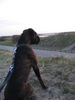 Boxer Foto: Luna im Urlaub (ID 31070) Boxer Hund