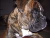 Boxer Foto: Max Vater von 11 Welpen (ID 34472) Boxer Hund