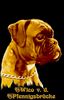 Boxer Hund