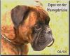 Boxer Hund