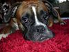 Boxer Hund