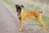 Boxer Foto: Lina - 4 Monate alt (ID 37731) Boxer Hund