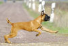 Boxer Foto: Lina - 4 Monate alt (ID 37732) Boxer Hund