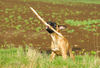 Boxer Foto: Lina - 4 Monate alt (ID 37733) Boxer Hund