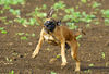 Boxer Foto: Lina - 4 Monate alt (ID 37734) Boxer Hund