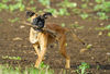 Boxer Foto: Lina - 4 Monate alt (ID 37735) Boxer Hund
