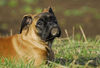 Boxer Foto: Lina - 4 Monate alt (ID 37736) Boxer Hund
