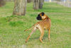 Boxer Foto: Lina - 4 Monate alt (ID 37737) Boxer Hund