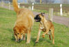 Boxer Foto: Lina - 4 Monate alt (ID 37738) Boxer Hund