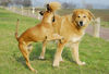 Boxer Foto: Lina - 4 Monate alt (ID 37739) Boxer Hund