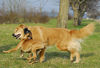 Boxer Foto: Lina - 4 Monate alt (ID 37740) Boxer Hund