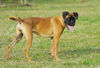 Boxer Foto: Lina - 4 Monate alt (ID 37741) Boxer Hund
