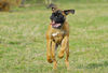 Boxer Foto: Lina - 4 Monate alt (ID 37742) Boxer Hund