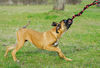 Boxer Foto: Lina - 4 Monate alt (ID 37743) Boxer Hund