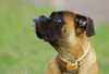 Boxer Foto: Lina - 4 Monate alt (ID 37744) Boxer Hund