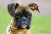 Boxer Foto: Lina - 4 Monate alt (ID 37745) Boxer Hund