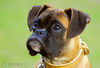 Boxer Foto: Lina - 4 Monate alt (ID 37746) Boxer Hund