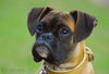 Boxer Foto: Lina - 4 Monate alt (ID 37747) Boxer Hund