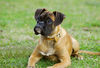 Boxer Foto: Lina - 4 Monate alt (ID 37748) Boxer Hund