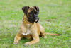 Boxer Foto: Lina - 4 Monate alt (ID 37749) Boxer Hund