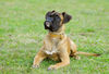 Boxer Foto: Lina - 4 Monate alt (ID 37750) Boxer Hund