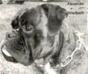 Boxer Foto: Alexander v. Billerbach (ID 33919) Boxer Hund