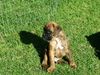 Boxer Foto: V: Lucky Luciano de Cinco Rosas M: Olimpia del Maschio Angioino (ID 9101) Boxer Hund