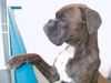 Boxer Foto: Amigo (9 Monate alt) (ID 45819) Boxer Hund
