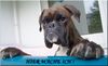 Boxer Foto: Hier wache ich ! (ID 45820) Boxer Hund