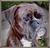 Boxer Hund