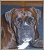 Boxer Foto: Amigo 11 Monate alt (ID 45946) Boxer Hund