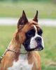Boxer Hund