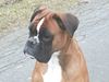 Boxer Foto: Na, was kommt denn da ? (ID 30480) Boxer Hund