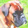 Boxer Foto: Ayra (ID 34561) Boxer Hund