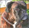 Boxer Foto: Balou (ID 36659) Boxer Hund