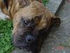Boxer Foto: Bubba (ID 16606) Boxer Hund