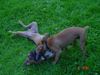 Boxer Foto: Bubba und Gina (ID 16609) Boxer Hund