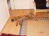 Boxer Foto: Bubba und Gina (ID 16610) Boxer Hund