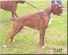 Boxer Foto: ElChico v. Bernardy (ID 38356) Boxer Hund